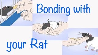 How to Bond with your Pet Rat
