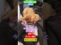 #トイプードル #シニア犬