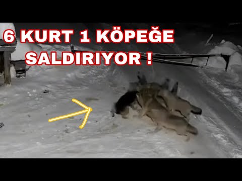 6 KURT 1 KÖPEĞE SALDIRIYOR ! MAALESEF KÖPEĞİN HİÇ ŞANSI YOK