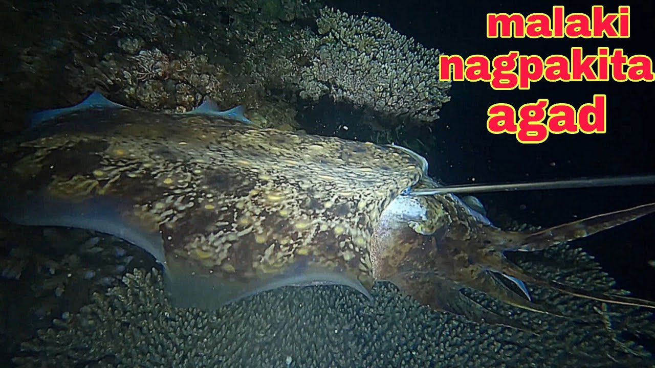 ep599 dive1 malaking kulambutan nagpakita agad 