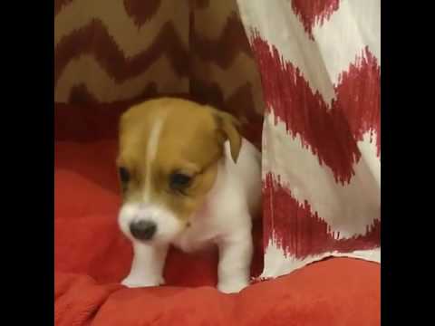 Adorable rutina para dormir de un cachorro de Jack Russell - YouTube