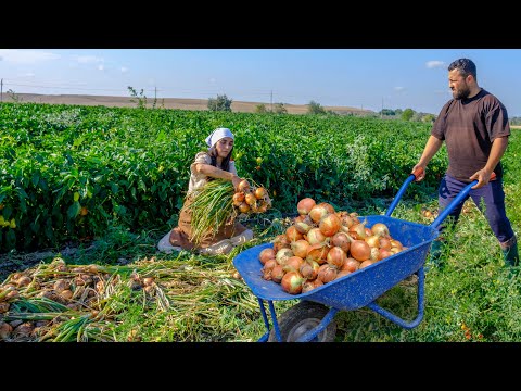 В деревне сильный дождь! Собираем много лука и 3 вкусных презента на ужин!