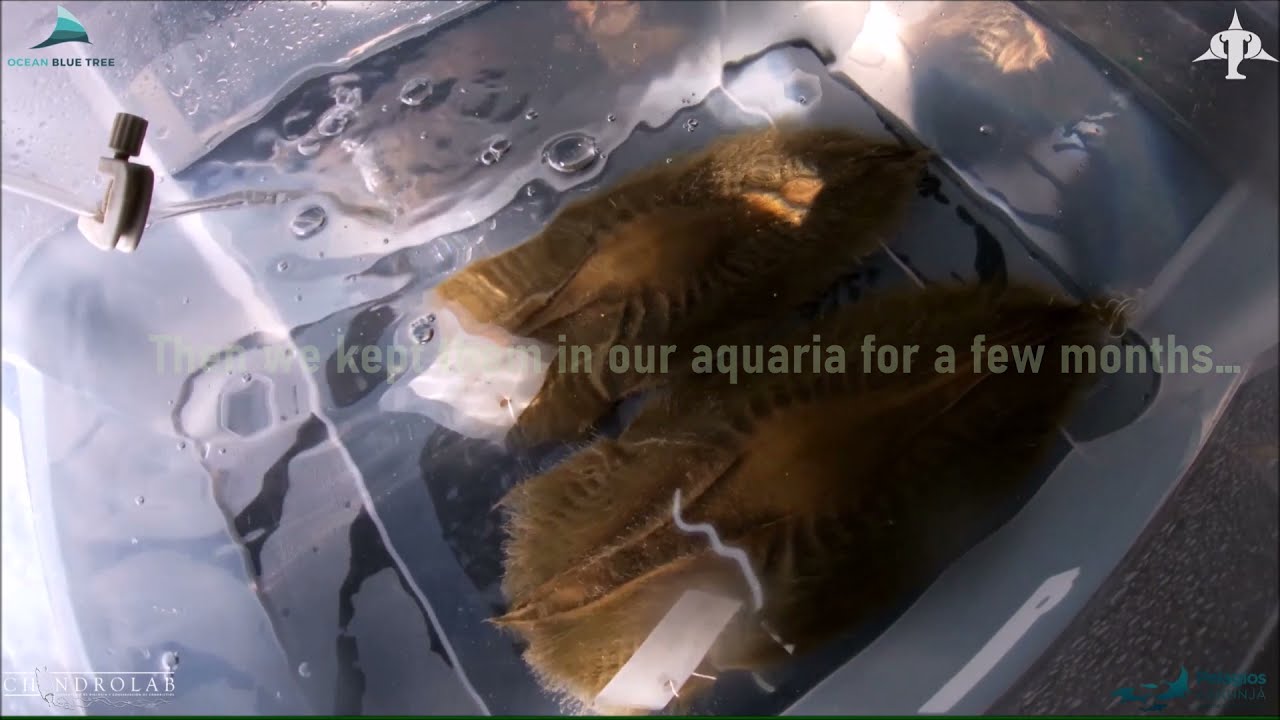 Christine baby ghostshark