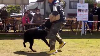 Trained Dogs #1  - Dog training certification programs in Japan by Susan Smith 86 views 7 years ago 10 minutes, 17 seconds