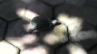 Bali Turtle