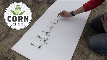 Corn School: Looking at root development from planting to emergence