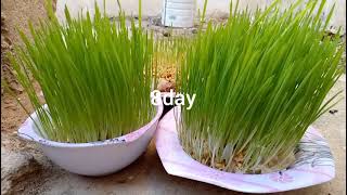 How to grow wheatgrass at home استنبات القمح في المنزل