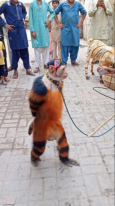 Monkey Dance Performance#mishikhanfamily #shorts #youtubeshorts #monkeydance