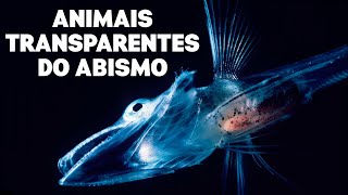 OS ANIMAIS TRANSPARENTES da FOSSA DAS MARIANAS