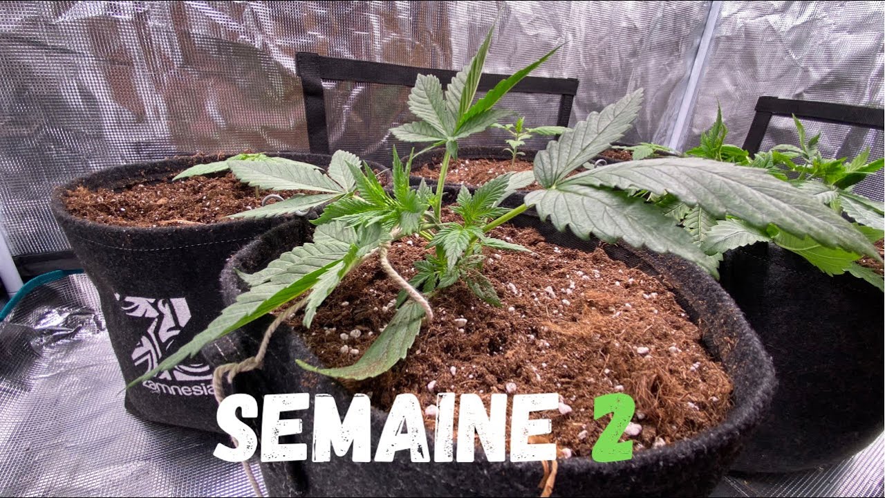 COMMENT FAIRE POUSSER : SEMAINE 2