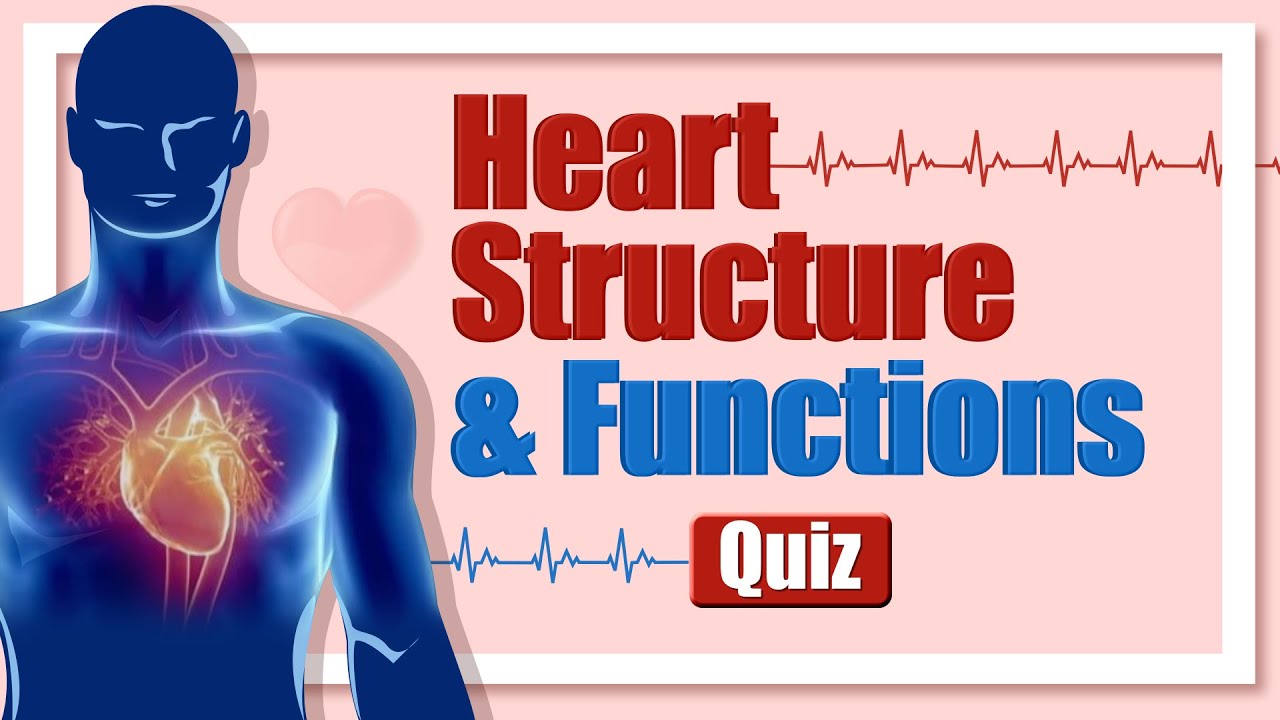 Heart Structure & Function Quiz How Well Do You Know Your Heart