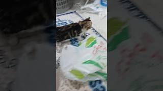 remix dj automobile cat Hide And Seek cats catvibes catlovers10m djmaretimo remixers