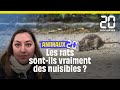 Fautil tuer les rats  animaux20