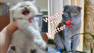 Cute baby animals Videos Compilation - Best Funny Cats Dogs Videos | Funniest Animals Videos 2023-29
