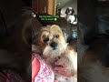 Best dog ever 😭😭#shihtzu #puppy #missmydog