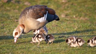 Cygnets, Goslings, Ducklings and Chicks