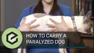 How to Carry a Paralyzed Dog