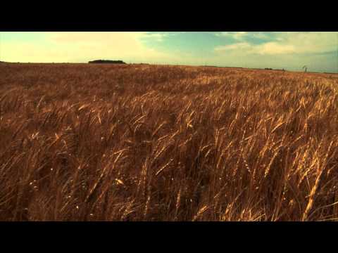 Norman Borlaug & The Green Revolution
