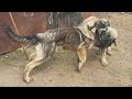 Rank fight between illyrian shepherd 6 month puppies