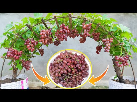 Video: Grožđe: uzgoj iz sjemenki kod kuće, značajke njege