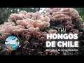 HONGOS DE CHILE: Texturas de la Naturaleza (vol. I)