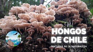 HONGOS DE CHILE: Texturas de la Naturaleza (vol. I)