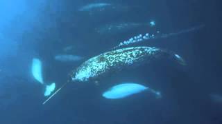 Download Lagu Narwhal Sounds MP3