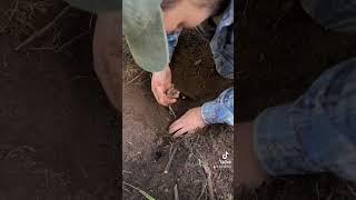 Today I found a massive cordyceps with a double stroma mushrooming foraging cordyceps