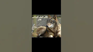 صديق الذئاب حجل الشير مروض السباع دومينيك باخوس Dominique Bakhos Wolf 