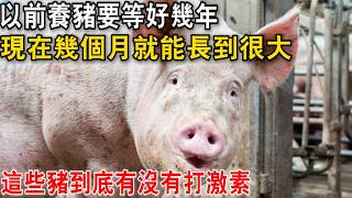 猪半年长到300斤，到底打没打激素？揭秘现代养猪的科技真相