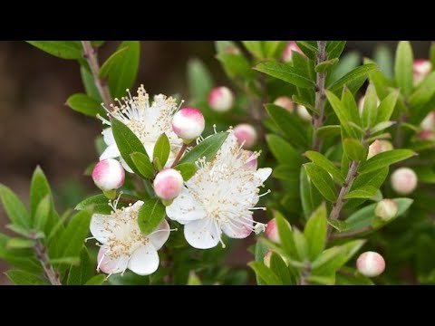 Video: Kako visoko zraste limonina mirta?