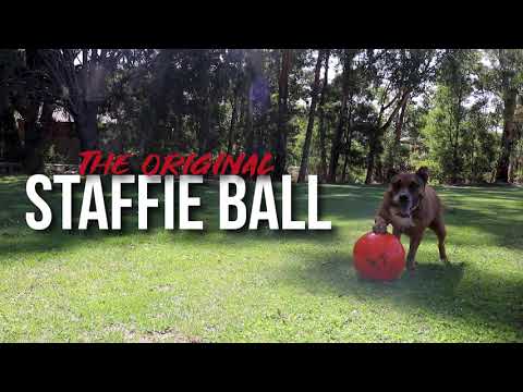 staffy ball