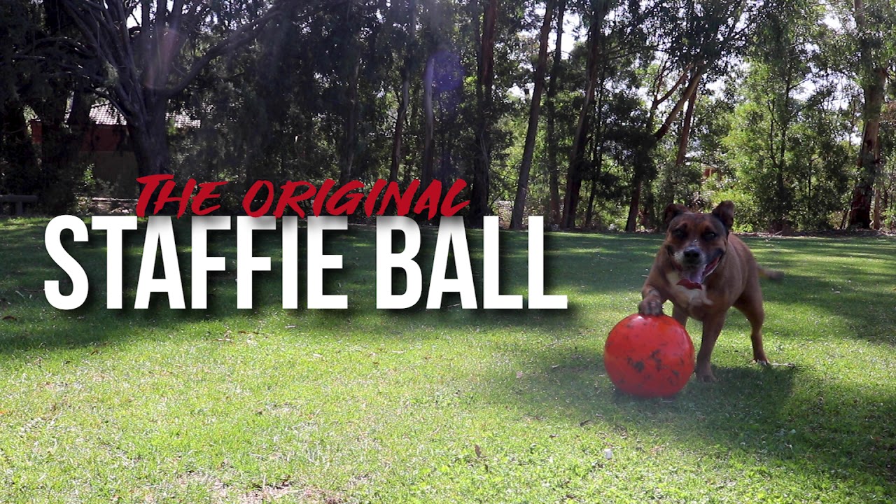 staffy ball reviews