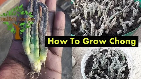 How To Grow Chong vegetable | Chongan | How to Gro...