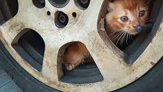 Today the kittens are 294 and 290 and 195 and 144 and 138 and 131 and 40 days old