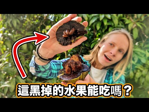 台灣稀有奇特水果😱 吃起來像「巧克力布丁」？沒想到柿子居然有黑色的！Chocolate Pudding Fruit?!