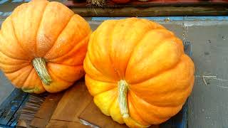 Amish Bulk Food Stores/ Grocery Haul