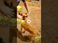 #viralvideo Dog 🐶 funny video 😅😁 |Instagram Funny Comments | | #short #funny #instacomments