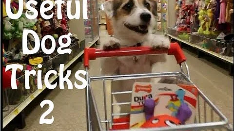 Useful Dog Tricks 2 performed by Jesse the Jack Ru...