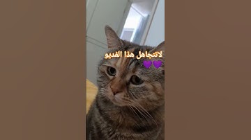 #عبدالرحمن_مسعد #سورة_السجدة_عبدالرحمن_مسعد #alsajda_abdulrahman_musad #اكسبلور #فلوا #  #blackpink