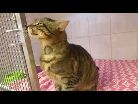 Video: Krmné Trubice Pro Kočky - Nutriční Kostky Kat