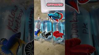 Betta Fish Order.#shortsfeed #bettafish #shorts #aquariumfish #fish #betta