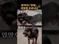 구조된 유기견, 지금은 춤추며 밥을 기다려요 From stray to star This dog dances for dinner / ELM #강아지춤 #힐링영상