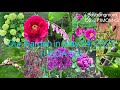 This video shows our garden‘s some fruit trees, vegetables and flowering plants in mid May from 5B.