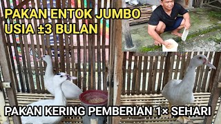PAKAN ENTOK JUMBO USIA ±3 BULAN, PAKAN ENTOK KERING BIKIN ENTOK GEMUK