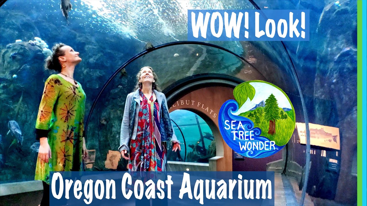 Oregon Coast Aquarium Window of Wonder into the Magnificent Undersea