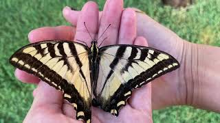 Helping an Injured Butterfly (Yellow Tiger Swallowtail - Papilio glaucus)
