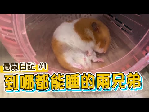 倉鼠超萌睡姿曝光！ 網友：根本睡到ㄎ一ㄤ掉！【眾量級CROWD｜倉鼠日記#1】