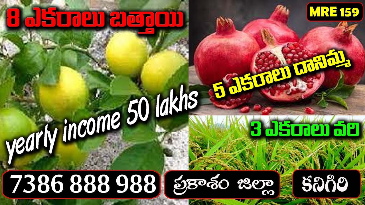 16 ACRES SWEETLEMON & POMOGRANITE  FARM LAND FOR SALE || KANIGIRI|| 7386888988 ||