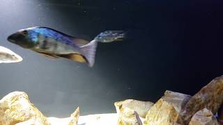 MalawiFossochromis Rostratus vs Nimbochromis Fuscotaeniatus